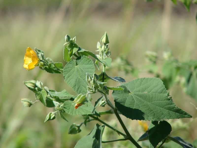 Hairy Indian Mallow