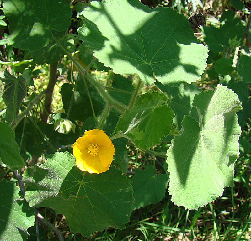Hairy Indian Mallow photo 3