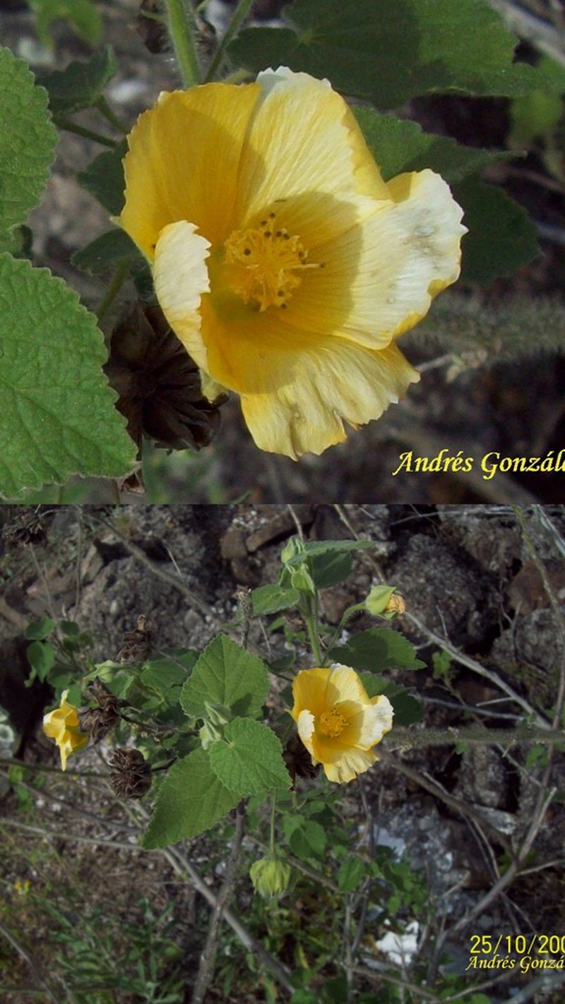 Hairy Indian Mallow photo 4