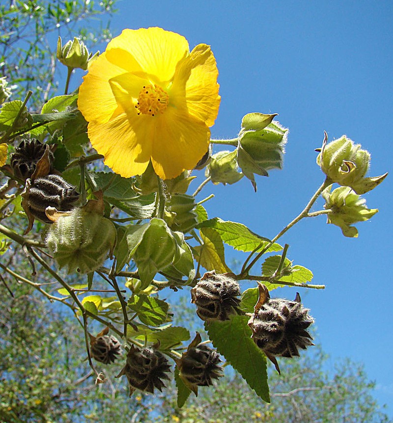 Hairy Indian Mallow photo 5