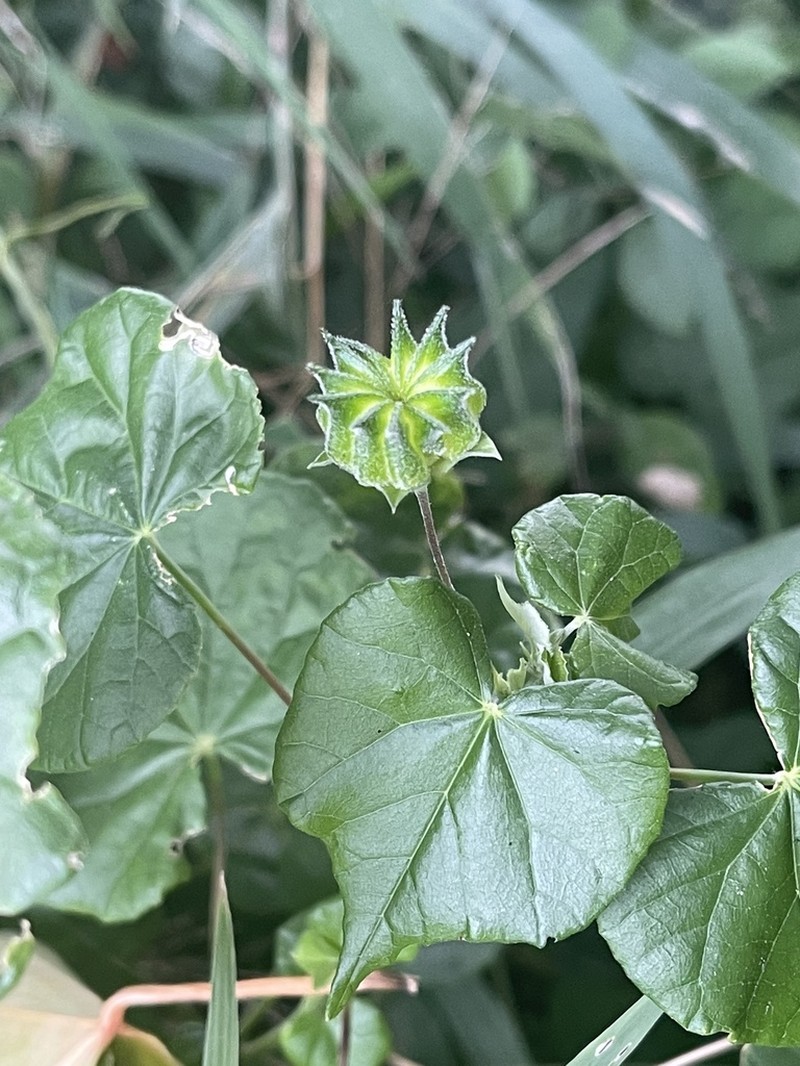 Abutilon grantii