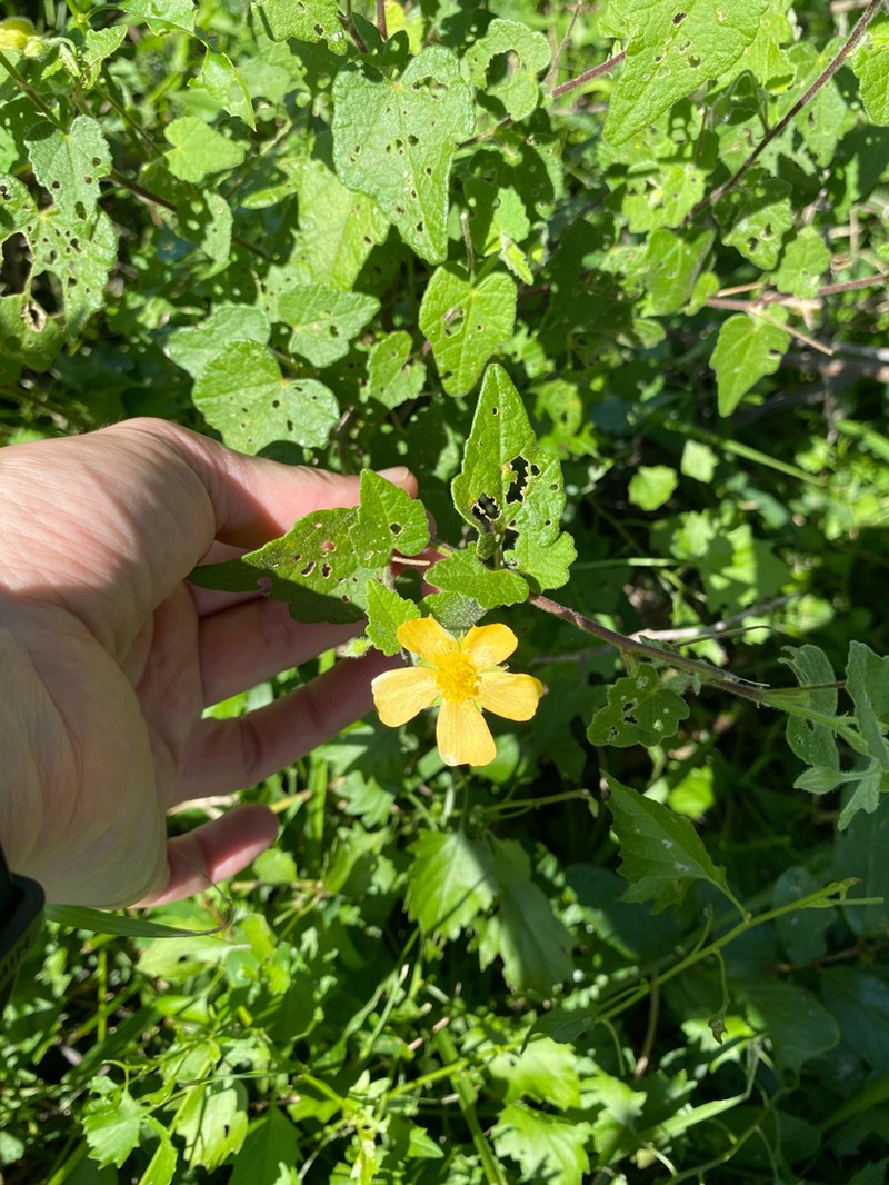 Abutilon grantii photo 2