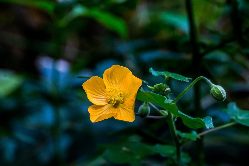 Abutilon grantii photo 5