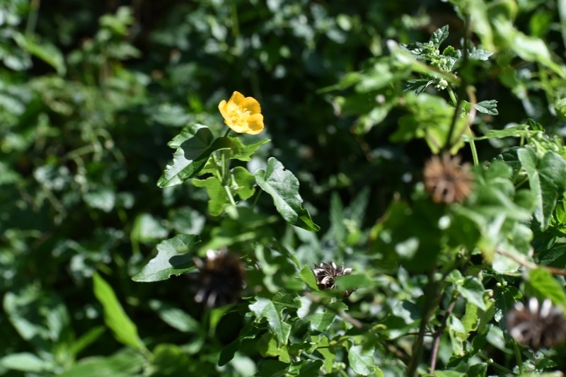 Abutilon grantii photo 8