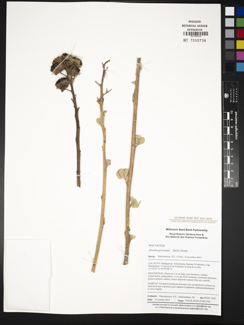 Abutilon greveanum photo 5