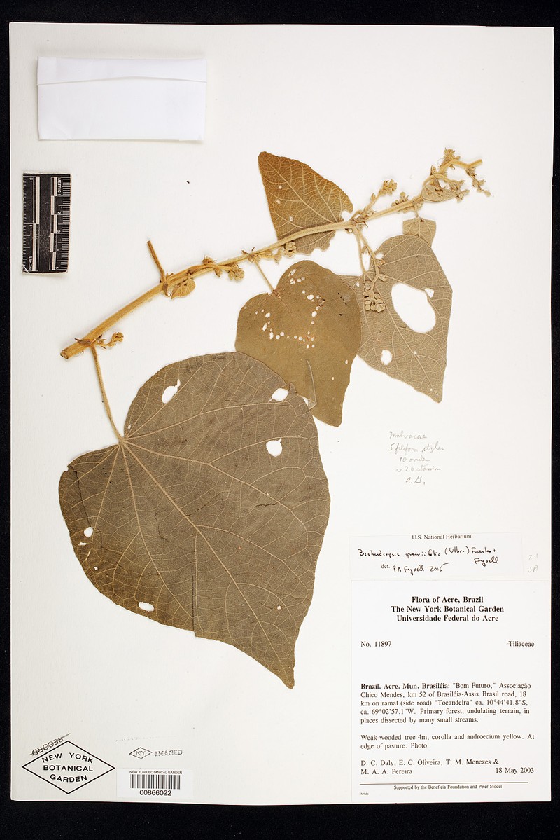 Abutilon grewiifolium