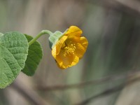 Abutilon guineense