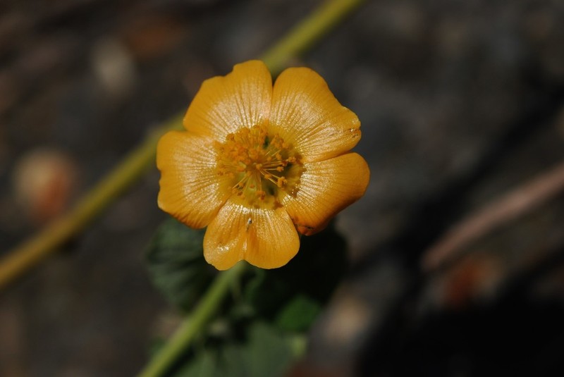 Abutilon guineense photo 3