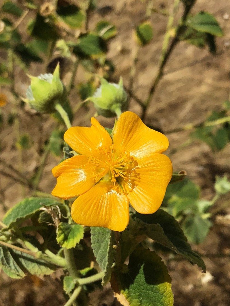 Abutilon guineense photo 4