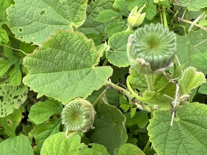 Abutilon guineense photo 5