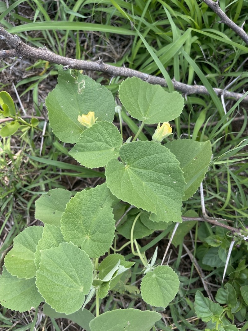 Abutilon guineense photo 6