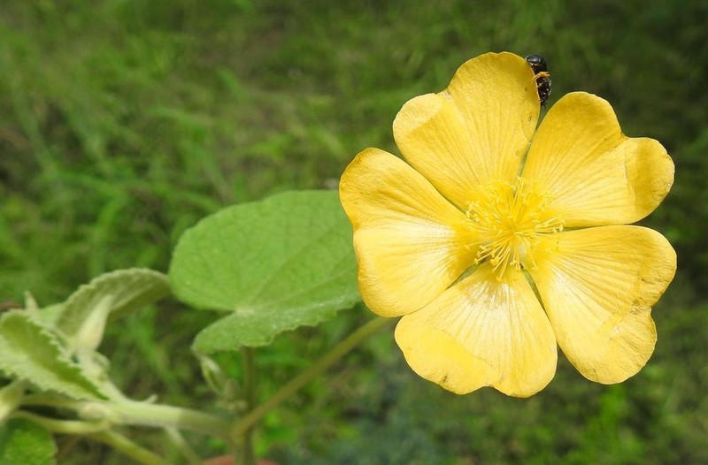 Abutilon guineense photo 8