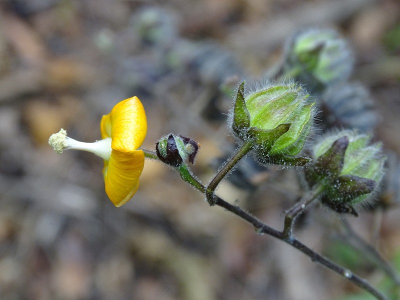 Abutilon haenkeanum