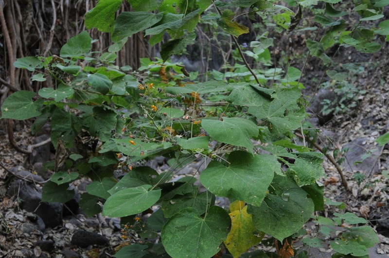 Abutilon haenkeanum photo 3