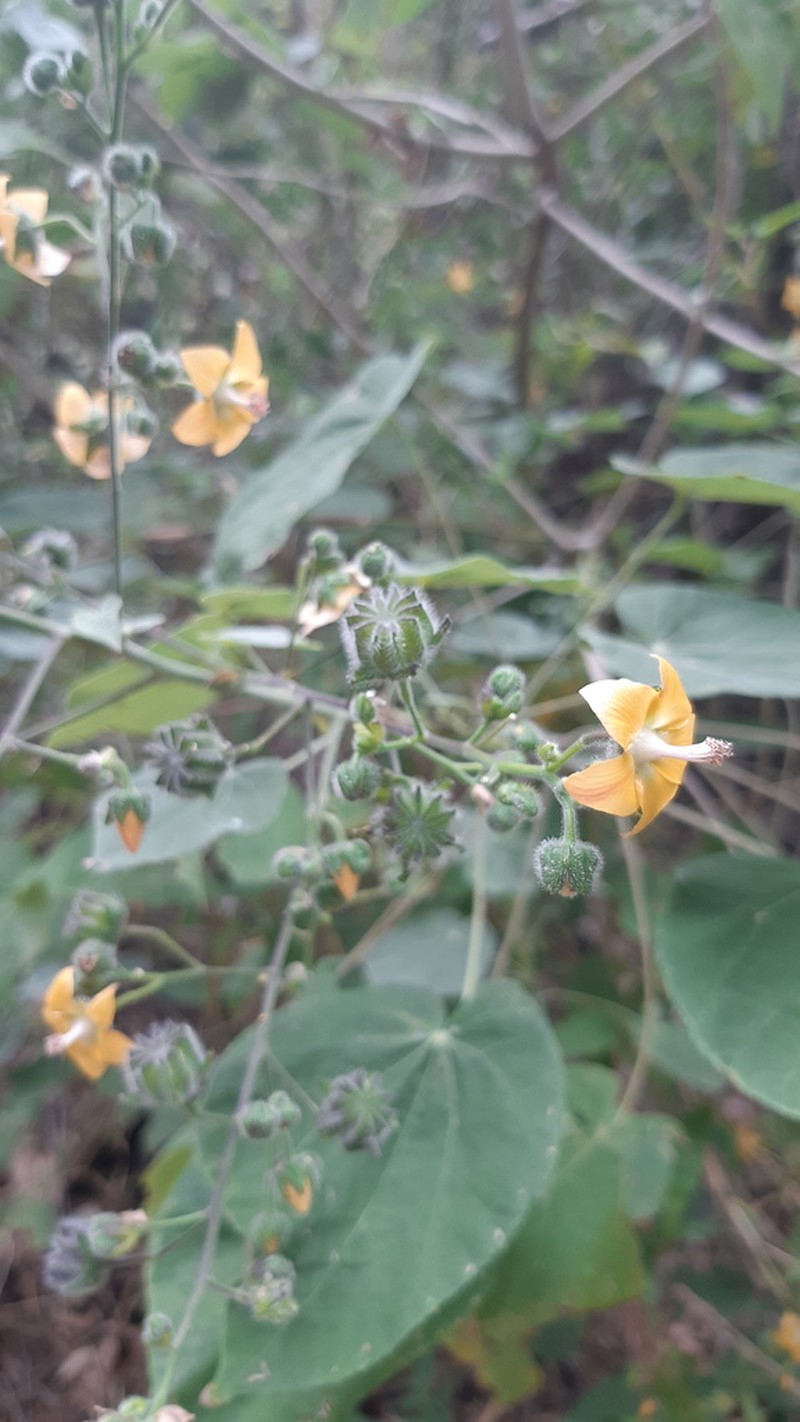 Abutilon haenkeanum photo 5