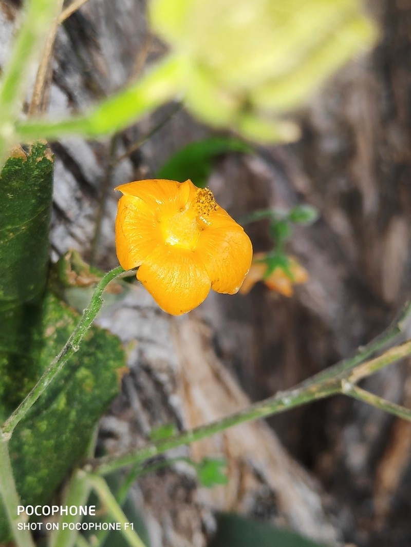 Abutilon haenkeanum photo 8