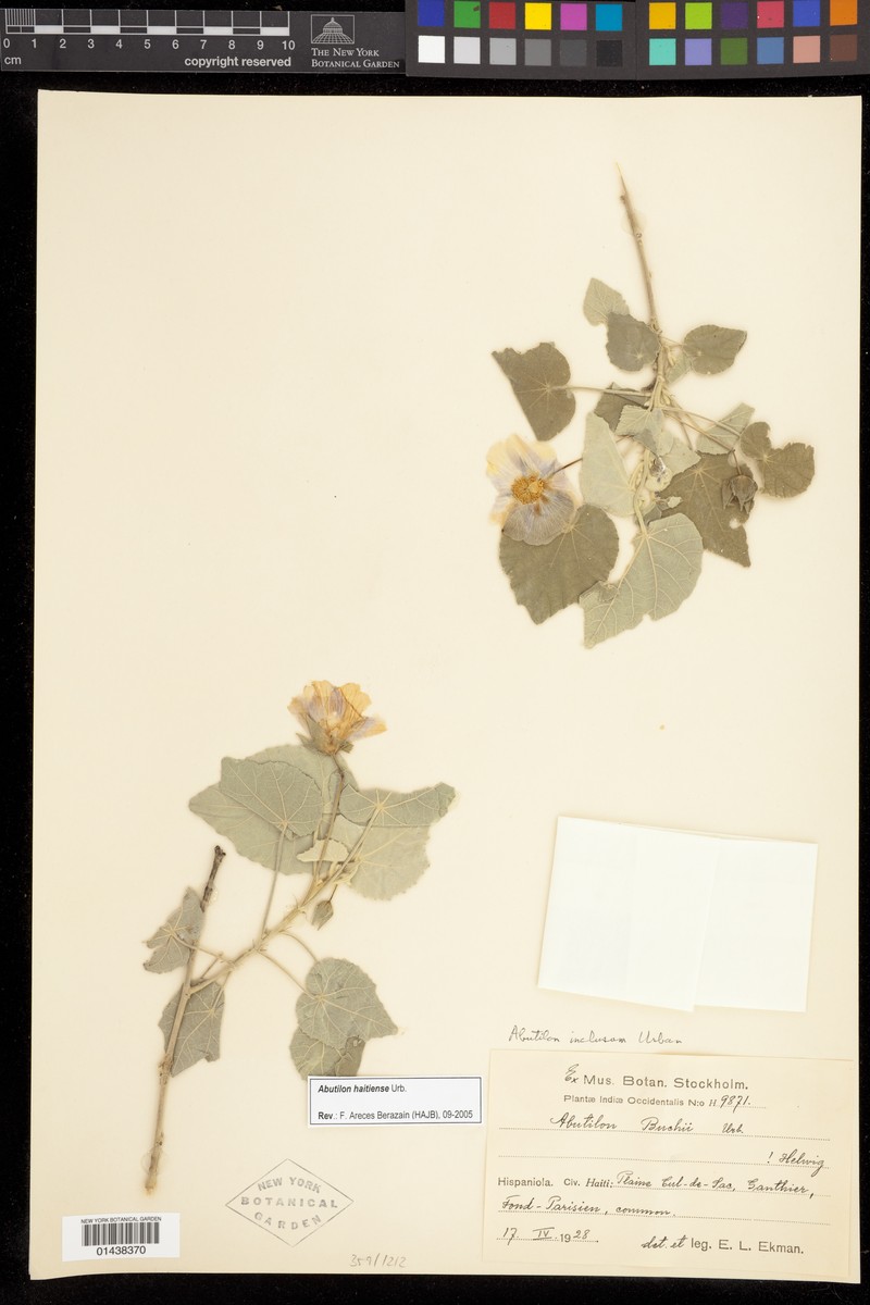 Abutilon haitiense