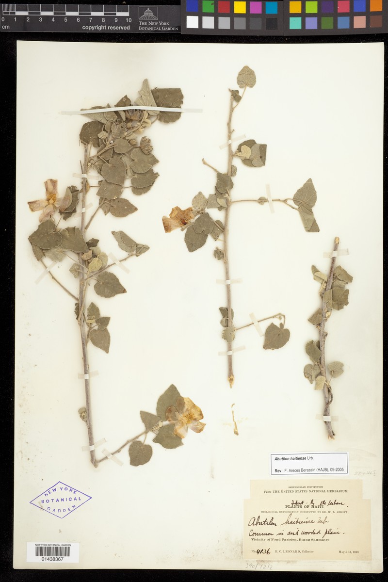 Abutilon haitiense photo 2