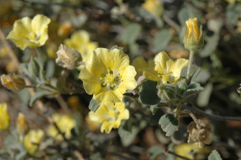 Abutilon halophilum