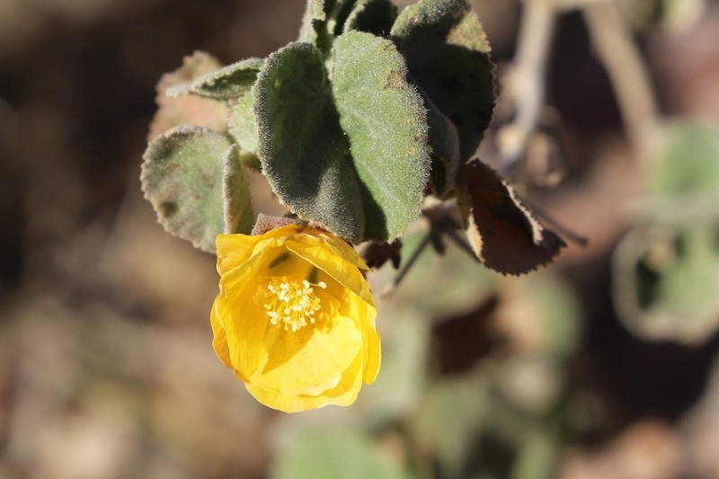 Abutilon halophilum photo 2