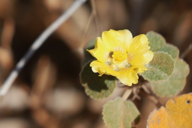 Abutilon halophilum photo 8