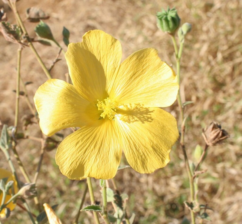 Abutilon hannii