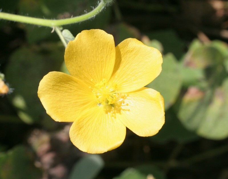 Abutilon hannii photo 2