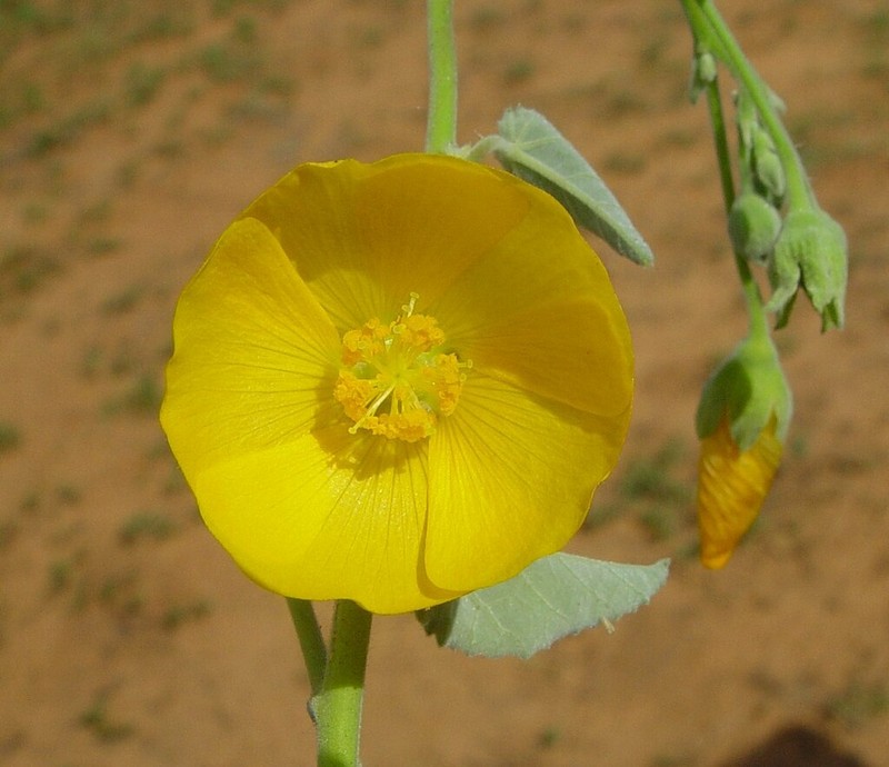 Abutilon hannii photo 3