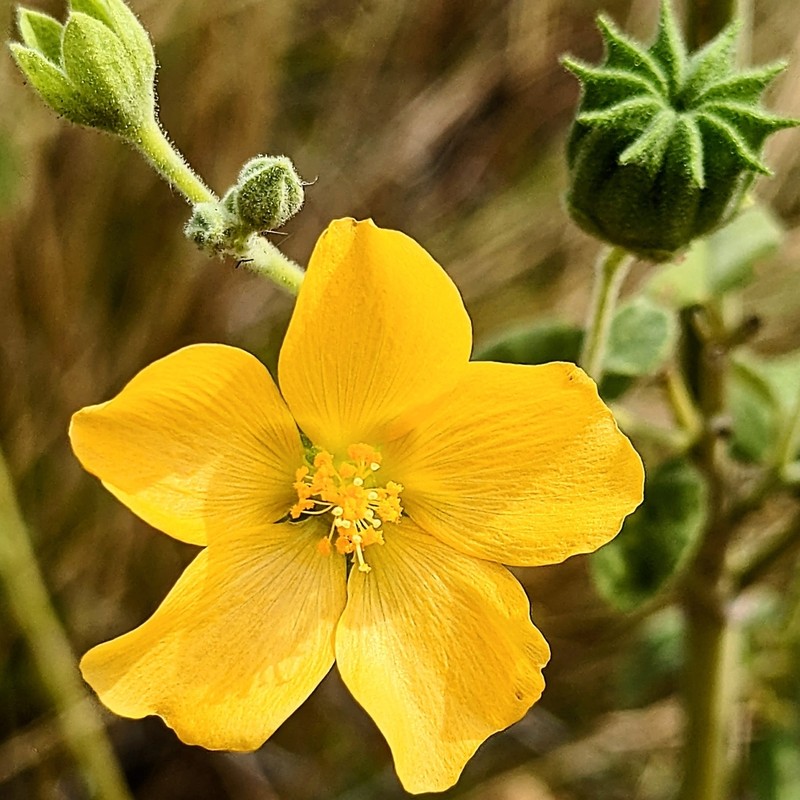 Abutilon hannii photo 4