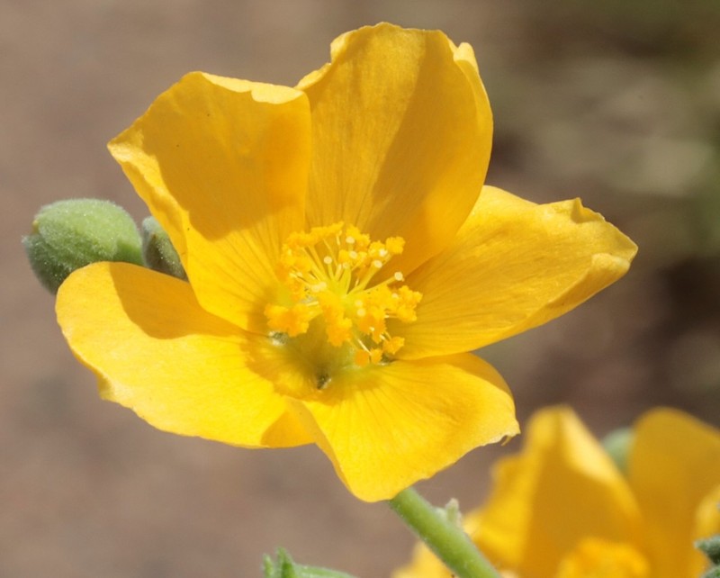 Abutilon hannii photo 5