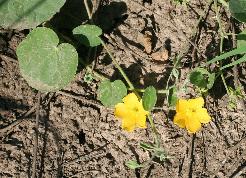 Abutilon hannii photo 7