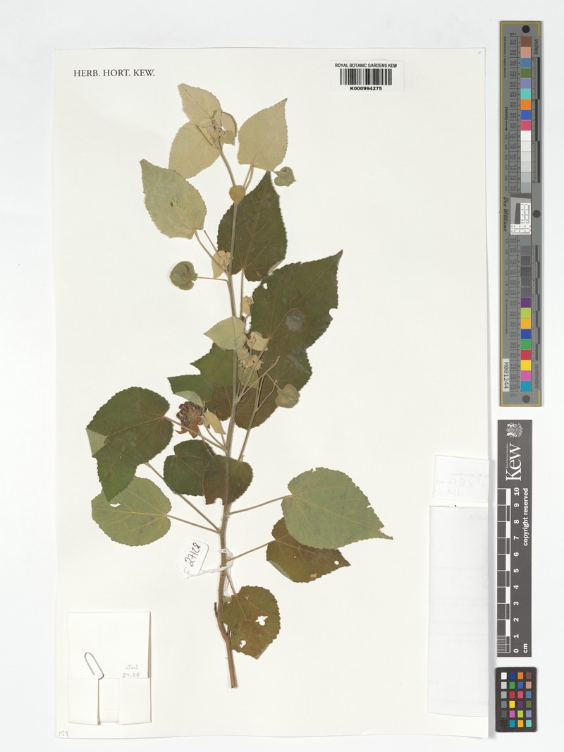 Abutilon herzogianum