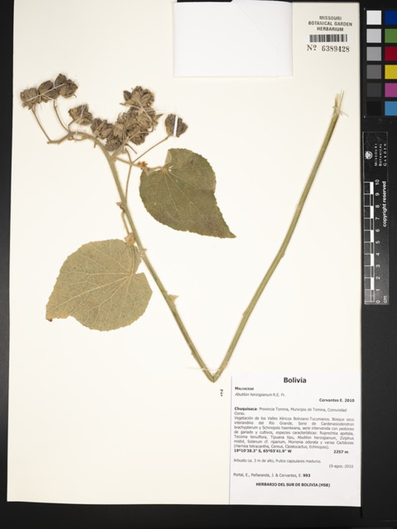 Abutilon herzogianum photo 2