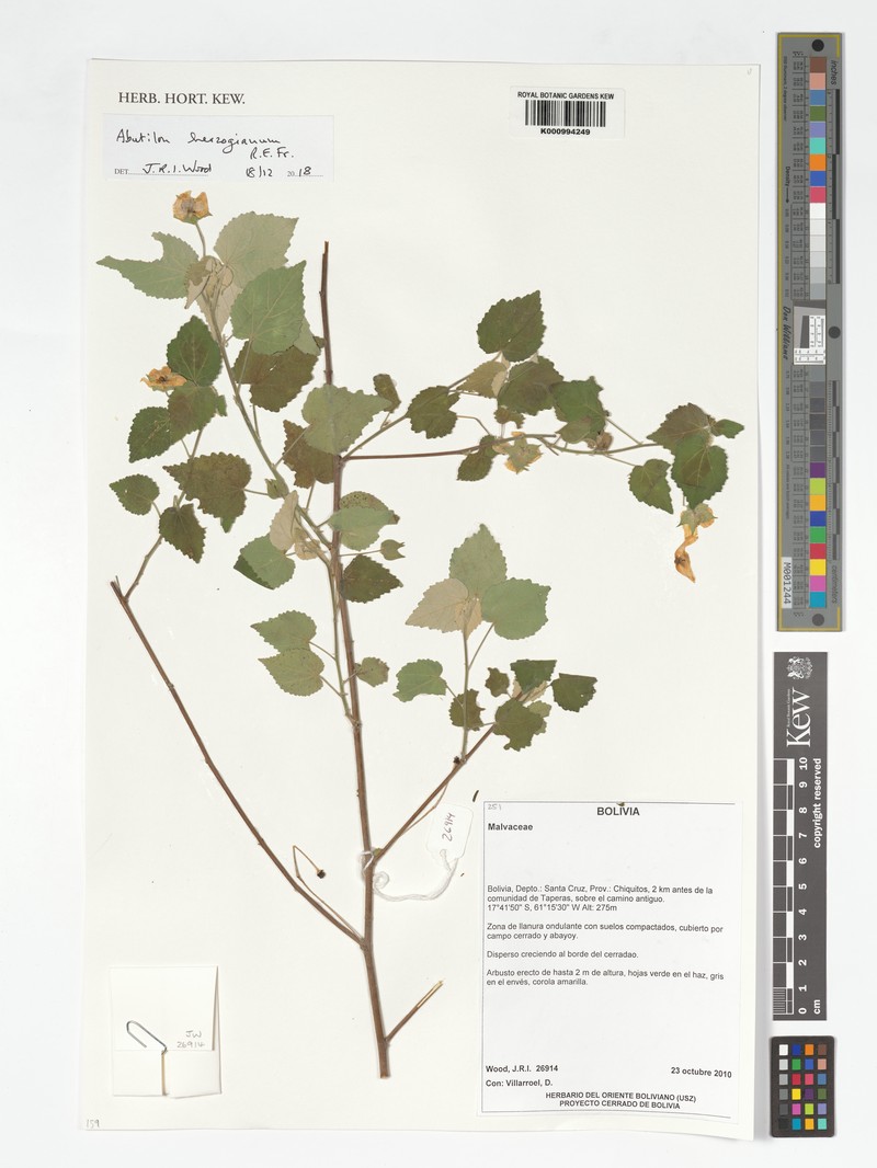 Abutilon herzogianum photo 3