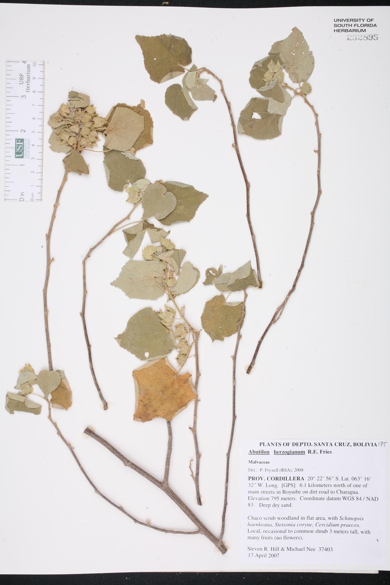 Abutilon herzogianum photo 4