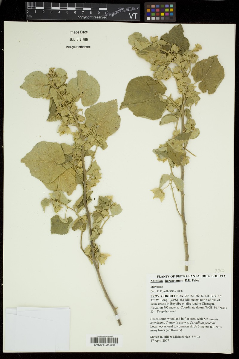 Abutilon herzogianum photo 5