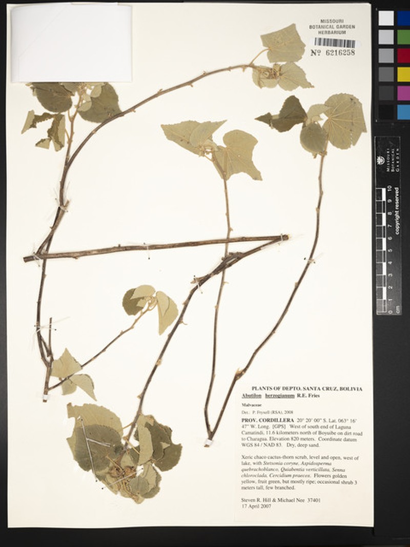 Abutilon herzogianum photo 6