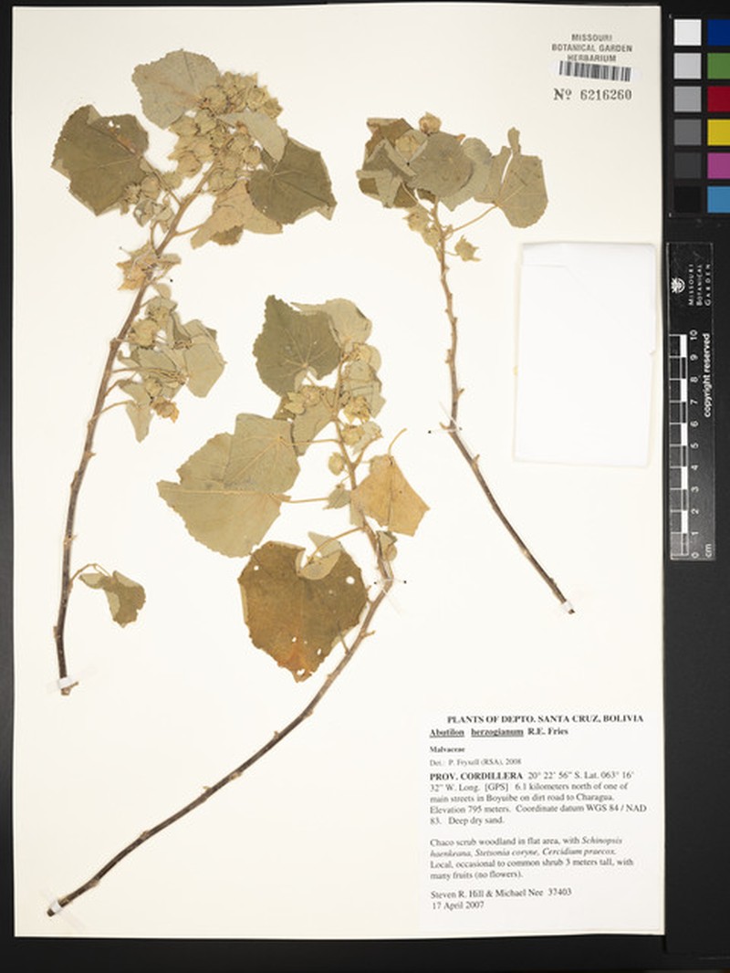 Abutilon herzogianum photo 7