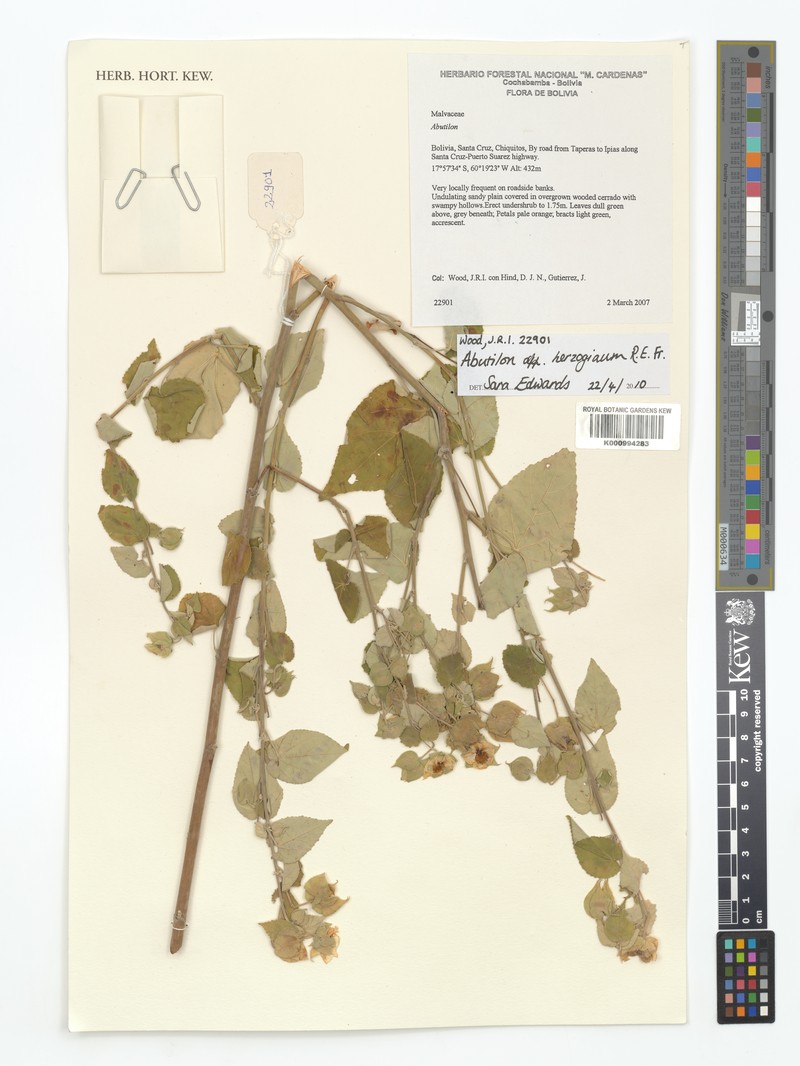 Abutilon herzogianum photo 8
