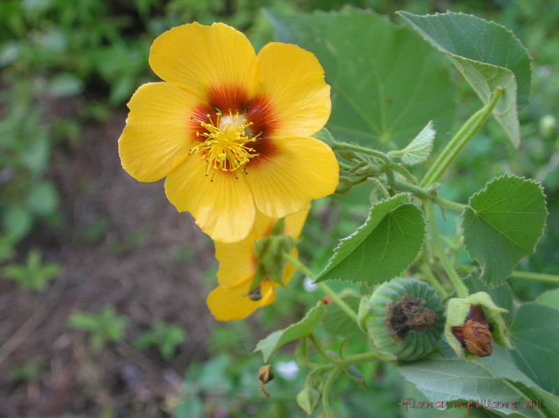 Florida Keys Indian Mallow