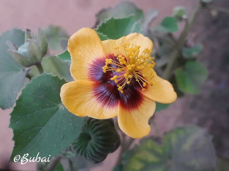 Florida Keys Indian Mallow photo 2