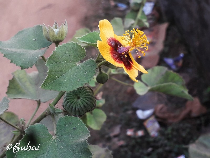 Florida Keys Indian Mallow photo 3