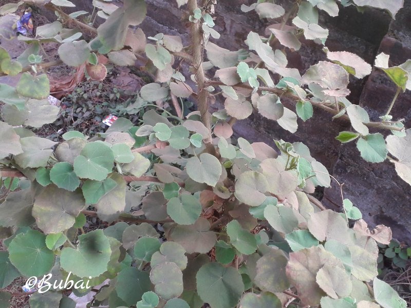 Florida Keys Indian Mallow photo 7