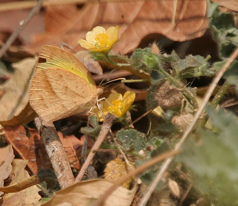 Florida Keys Indian Mallow photo 8