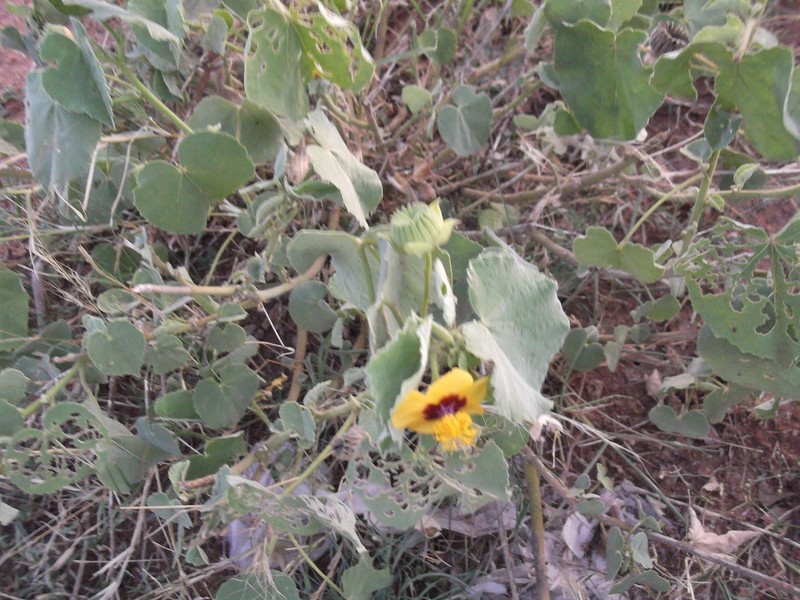 Florida Keys Indian Mallow photo 4