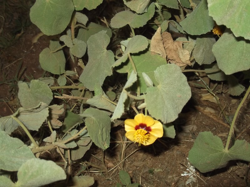 Florida Keys Indian Mallow photo 5