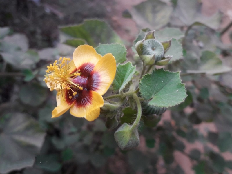 Florida Keys Indian Mallow photo 6