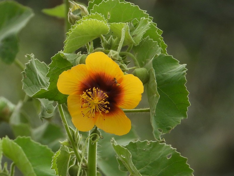 Abutilon hirtum var. hirtum