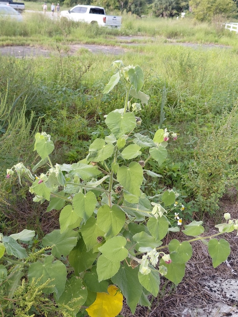 Mauve photo 3
