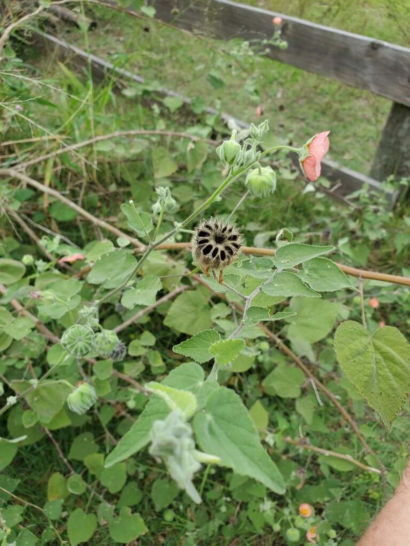 Mauve photo 7